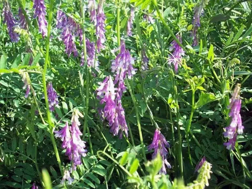 HAIRY VETCH SEEDS.COVER CROPS,green manure - Caribbean garden seed