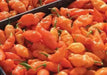 Habanada PEPPER SEEDS,capsicum chinense,Heatless Habanero,tropical sweetness - Caribbean garden seed