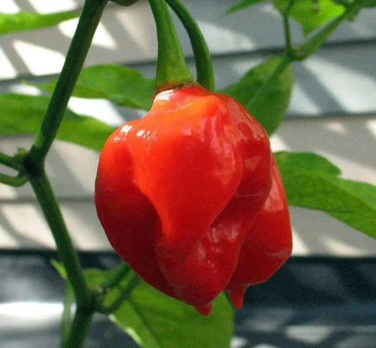 Habanero Gambia Red ,HOT Pepper Seeds, (Capsicum chinense) - Caribbean garden seed