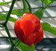 Habanero Gambia Red ,HOT Pepper Seeds, (Capsicum chinense) - Caribbean garden seed