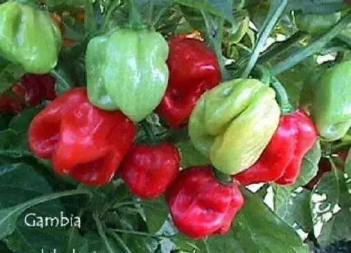Habanero Gambia Red ,HOT Pepper Seeds, (Capsicum chinense) - Caribbean garden seed