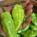 Habanada PEPPER SEEDS,capsicum chinense,Heatless Habanero,tropical sweetness - Caribbean garden seed