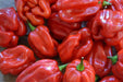 Habanero Gambia Red ,HOT Pepper Seeds, (Capsicum chinense) - Caribbean garden seed