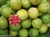 GUAVA SEED,  Fruit Tree Shrub-Perennial ! - Caribbean garden seed