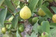 GUAVA SEED,  Fruit Tree Shrub-Perennial ! - Caribbean garden seed