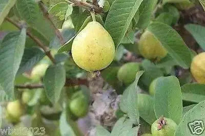 GUAVA SEED,  Fruit Tree Shrub-Perennial ! - Caribbean garden seed