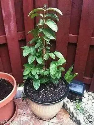 GUAVA SEED,  Fruit Tree Shrub-Perennial ! - Caribbean garden seed