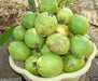 GUAVA SEED,  Fruit Tree Shrub-Perennial ! - Caribbean garden seed
