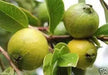 GUAVA SEED,  Fruit Tree Shrub-Perennial ! - Caribbean garden seed