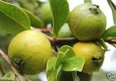 GUAVA SEED,  Fruit Tree Shrub-Perennial ! - Caribbean garden seed