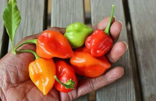 HABANERO CARIBBEAN ,RED Hot Pepper Seeds, CAPSISUM CHIENSE - Caribbean garden seed