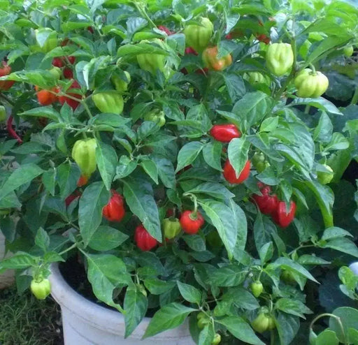HABANERO CARIBBEAN ,RED Hot Pepper Seeds, CAPSISUM CHIENSE - Caribbean garden seed