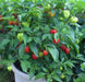 HABANERO CARIBBEAN ,RED Hot Pepper Seeds, CAPSISUM CHIENSE - Caribbean garden seed
