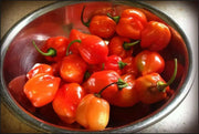 HABANERO CARIBBEAN ,RED Hot Pepper Seeds, CAPSISUM CHIENSE - Caribbean garden seed