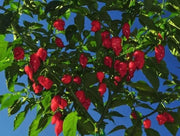 HABANERO CARIBBEAN ,RED Hot Pepper Seeds, CAPSISUM CHIENSE - Caribbean garden seed