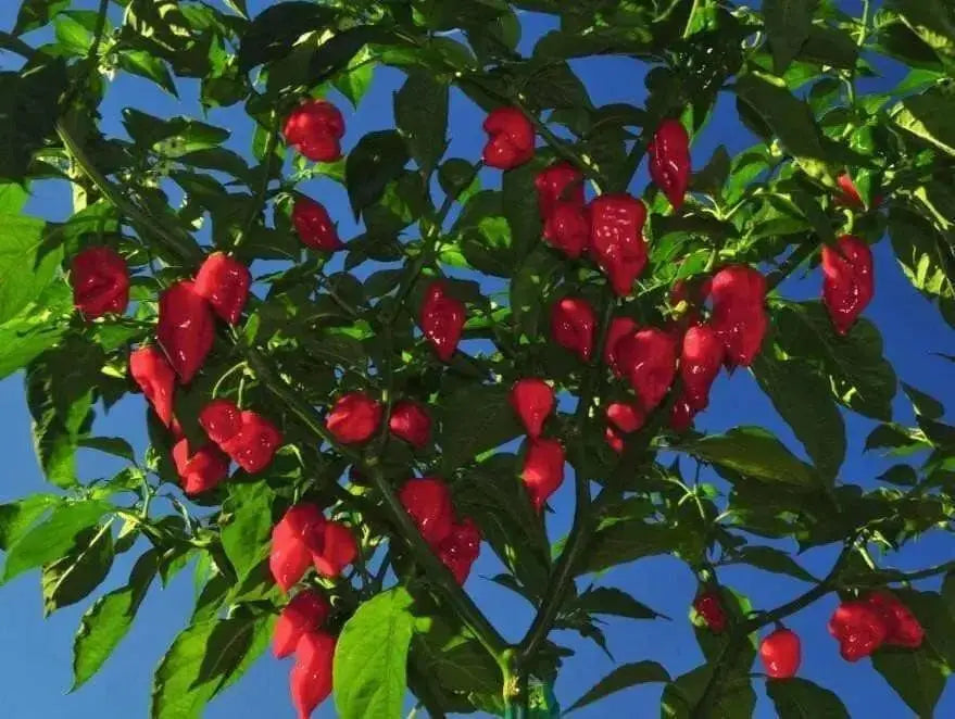 HABANERO CARIBBEAN ,RED Hot Pepper Seeds, CAPSISUM CHIENSE - Caribbean garden seed