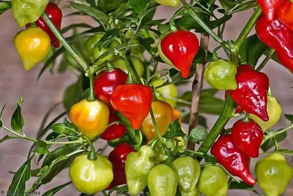 HAITIAN GOAT PEPPER SEEDS (Capsicum chinense) VERY HOT - Caribbean garden seed
