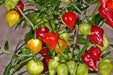 HAITIAN GOAT PEPPER SEEDS (Capsicum chinense) VERY HOT - Caribbean garden seed