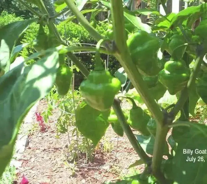 HAITIAN GOAT PEPPER SEEDS (Capsicum chinense) VERY HOT - Caribbean garden seed