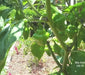 HAITIAN GOAT PEPPER SEEDS (Capsicum chinense) VERY HOT - Caribbean garden seed