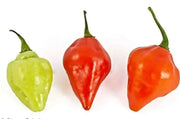 HAITIAN GOAT PEPPER SEEDS (Capsicum chinense) VERY HOT - Caribbean garden seed