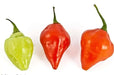 HAITIAN GOAT PEPPER SEEDS (Capsicum chinense) VERY HOT - Caribbean garden seed