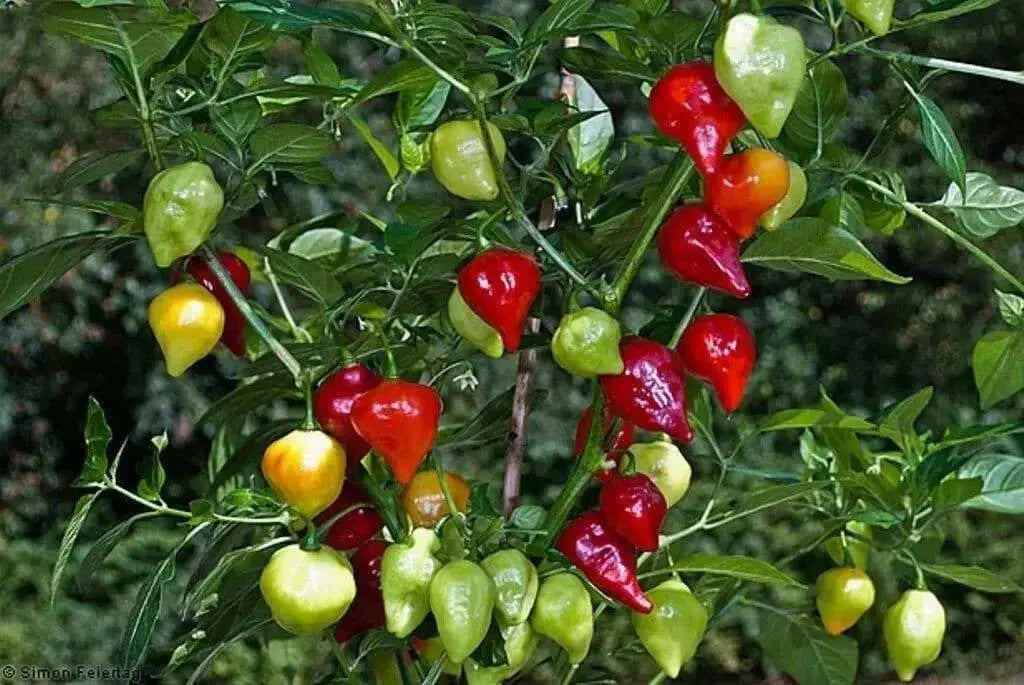 HAITIAN GOAT PEPPER SEEDS (Capsicum chinense) VERY HOT - Caribbean garden seed