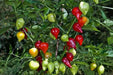 HAITIAN GOAT PEPPER SEEDS (Capsicum chinense) VERY HOT - Caribbean garden seed