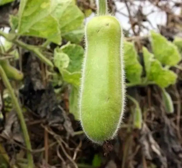 Hairy melon Seeds, (Asian vegetable)  joined gourd, - Caribbean garden seed