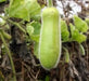 Hairy melon Seeds, (Asian vegetable)  joined gourd, - Caribbean garden seed