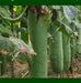 Hairy melon Seeds, (Asian vegetable)  joined gourd, - Caribbean garden seed