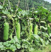 Hairy melon Seeds, (Asian vegetable)  joined gourd, - Caribbean garden seed