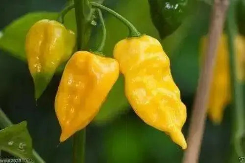 HABANERO HOT LEMON PEPPER  - Capsicum Chinese - Caribbean garden seed