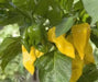 HABANERO HOT LEMON PEPPER  - Capsicum Chinese - Caribbean garden seed