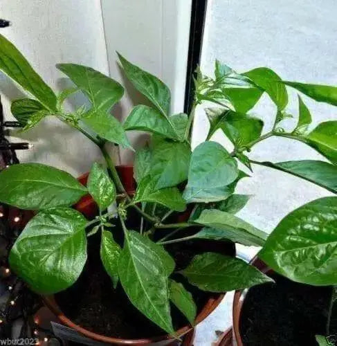 HABANERO HOT LEMON PEPPER  - Capsicum Chinese - Caribbean garden seed