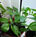 HABANERO HOT LEMON PEPPER  - Capsicum Chinese - Caribbean garden seed