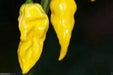 HABANERO HOT LEMON PEPPER  - Capsicum Chinese - Caribbean garden seed