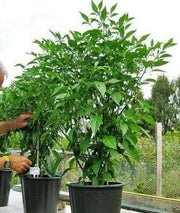 HABANERO HOT LEMON PEPPER  - Capsicum Chinese - Caribbean garden seed