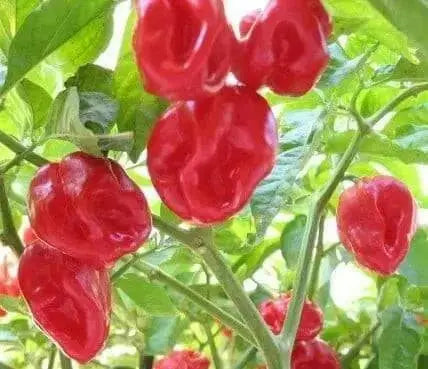 Habanero Hot , Live PEPPER Plant,Capsicum chinense, PERENNIAL - Caribbean garden seed