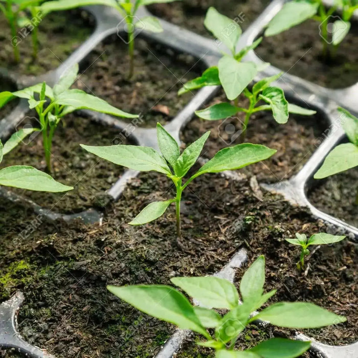 Habanero Hot , Live PEPPER Plant,Capsicum chinense, PERENNIAL - Caribbean garden seed