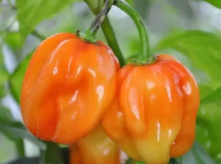 Habanero Hot , Live PEPPER Plant,Capsicum chinense, PERENNIAL - Caribbean garden seed