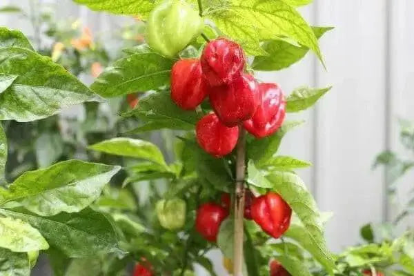 Habanero Hot , Live PEPPER Plant,Capsicum chinense, PERENNIAL - Caribbean garden seed