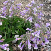 Hairy Beardtongue Flowers Seed (Penstemon hirsutus) native perennials Wildflower - Caribbean garden seed