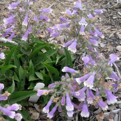 Hairy Beardtongue Flowers Seed (Penstemon hirsutus) native perennials Wildflower - Caribbean garden seed