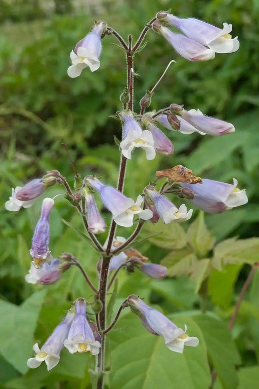 Hairy Beardtongue Flowers Seed (Penstemon hirsutus) native perennials Wildflower - Caribbean garden seed