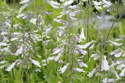 Hairy Beardtongue Flowers Seed (Penstemon hirsutus) native perennials Wildflower - Caribbean garden seed