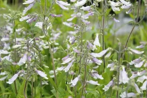 Hairy Beardtongue Flowers Seed (Penstemon hirsutus) native perennials Wildflower - Caribbean garden seed