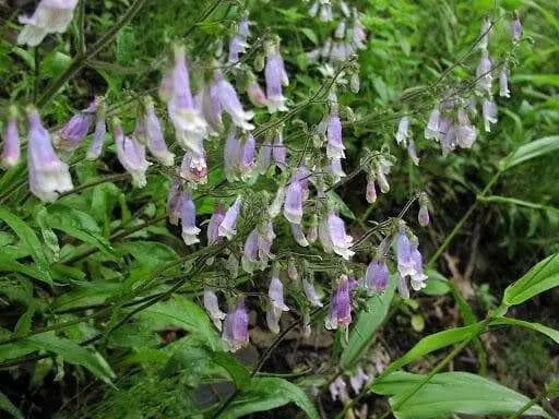 Hairy Beardtongue Flowers Seed (Penstemon hirsutus) native perennials Wildflower - Caribbean garden seed