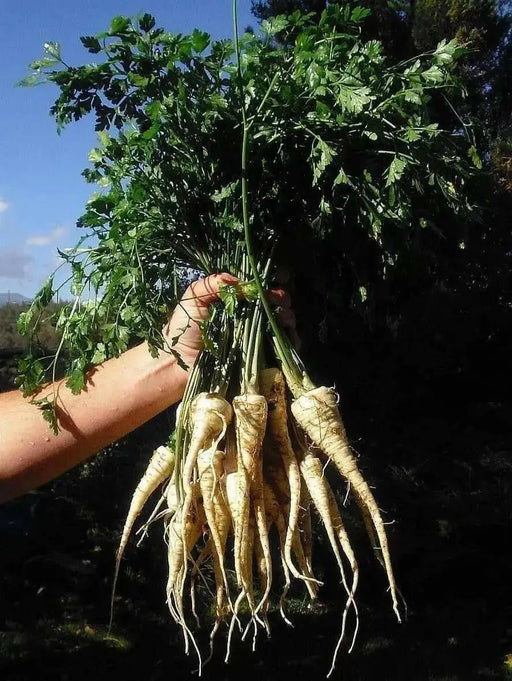 Hamburg ROOTED Parsley seeds, Heirloom vegetable - Caribbean garden seed