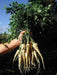 Hamburg ROOTED Parsley seeds, Heirloom vegetable - Caribbean garden seed